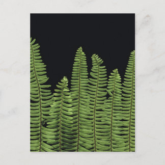 Fern Row Postkarte