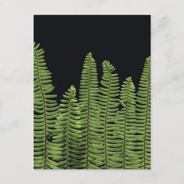 Fern Row Postkarte (Vorderseite)