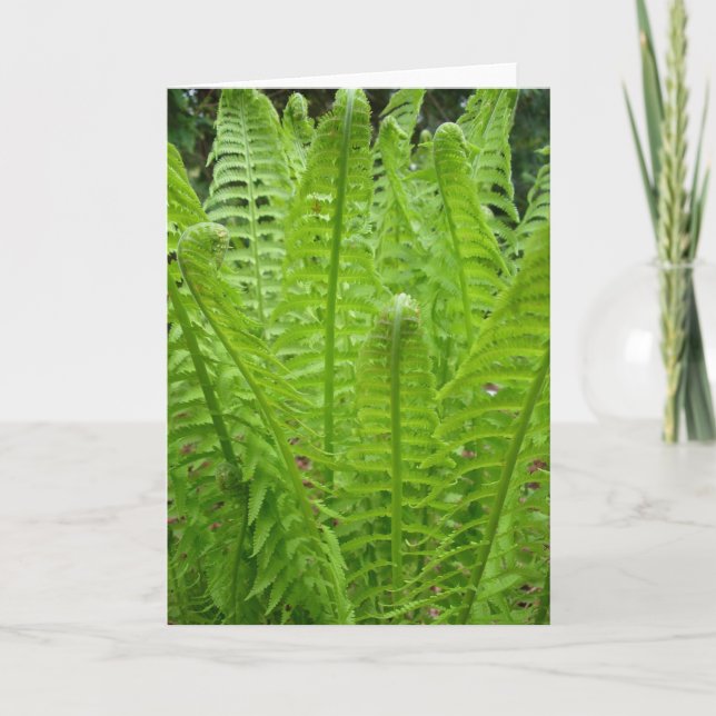 Fern Shoots Note Card Karte (Vorderseite)