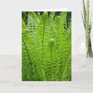 Fern Shoots Note Card Karte