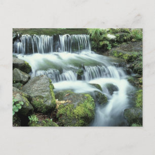 Fern Spring, Yosemite National Park Postkarte