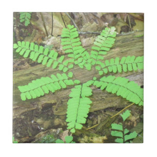 Fern Tile Fliese
