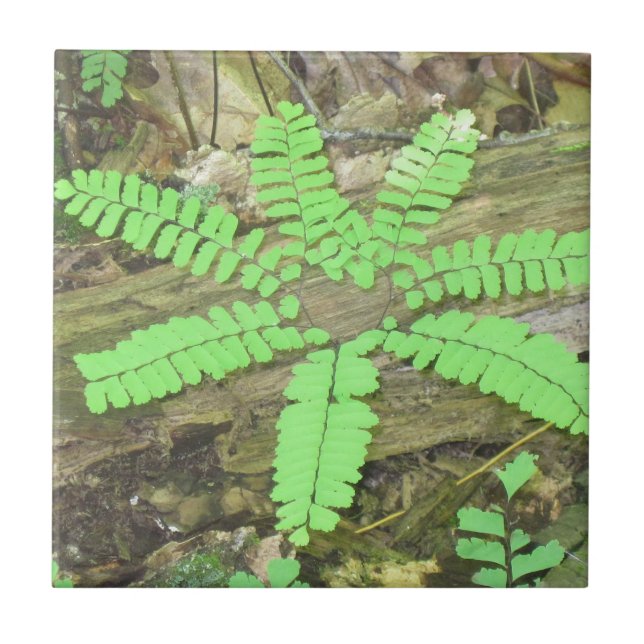 Fern Tile Fliese (Vorderseite)