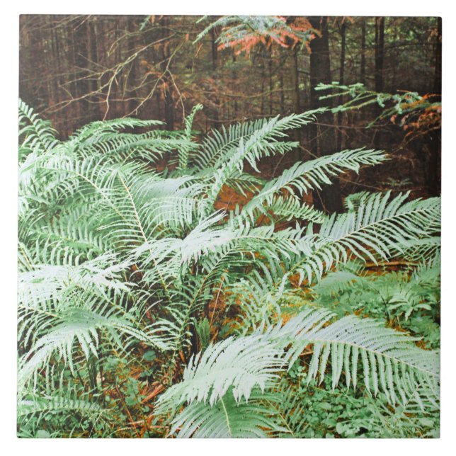 Fern Tropical Green Blätter Pflanze Waldland Folia Fliese (Vorderseite)