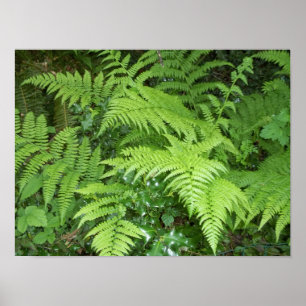 Fern- und Holoposter Poster