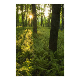 Fernen im Wald in Grafton, Massachusetts. Fotodruck