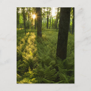 Fernen im Wald in Grafton, Massachusetts. Postkarte