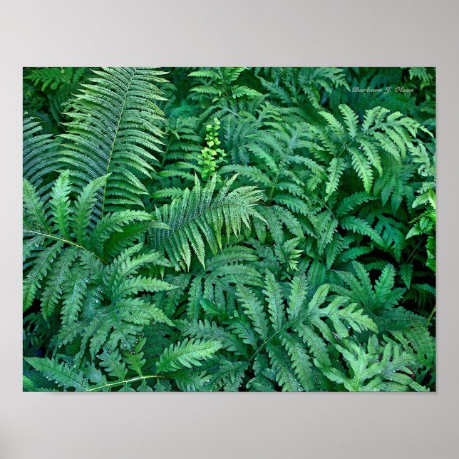 Ferns: Canvas--flat Poster (Vorne)