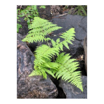 Ferns, eingebettet in Stein, Rocky Mountain NP.