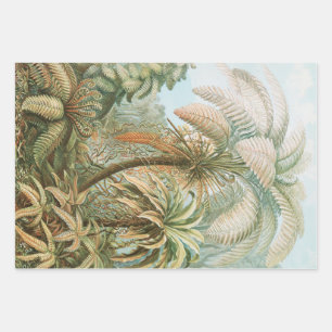 Ferns, Filicinae Laubfarne von Ernst Haeckel Geschenkpapier Set