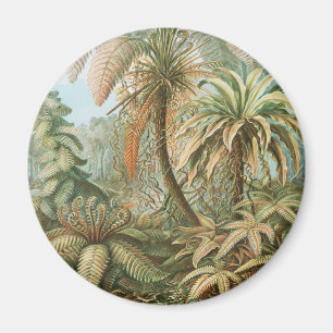 Ferns, Filicinae Laubfarne von Ernst Haeckel Magnet