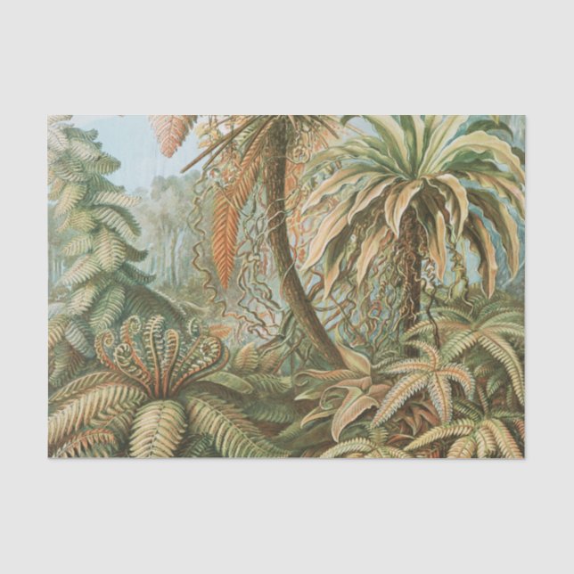 Ferns, Filicinae Laubfarne von Ernst Haeckel Seidenpapier (Vorderseite)