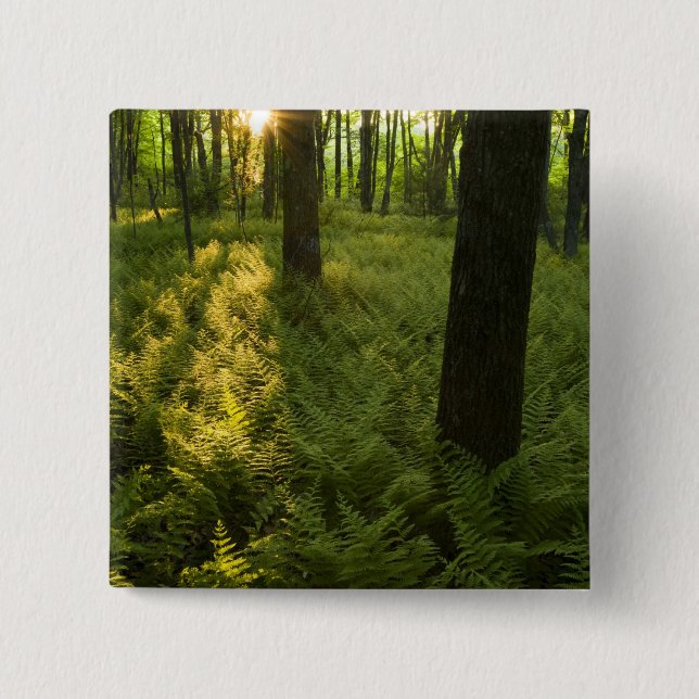 Ferns im Wald in Grafton, Massachusetts. Button (Vorderseite)