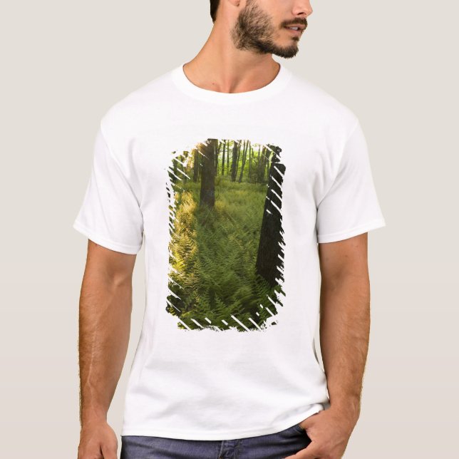 Ferns im Wald in Grafton, Massachusetts. T-Shirt (Vorderseite)