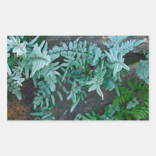 Ferns in Philadelphia Rechteckiger Aufkleber