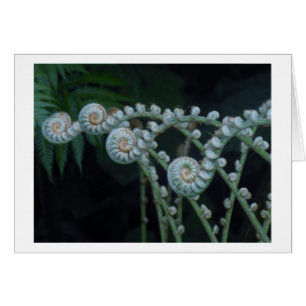 Ferns-Karte