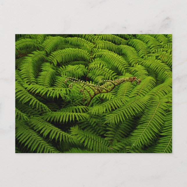 Ferns - Kunstfotografie Postkarte (Vorderseite)
