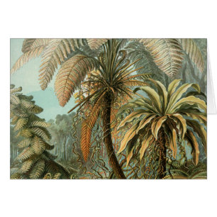 Ferns Palm Tree Antique Botanischer Garten