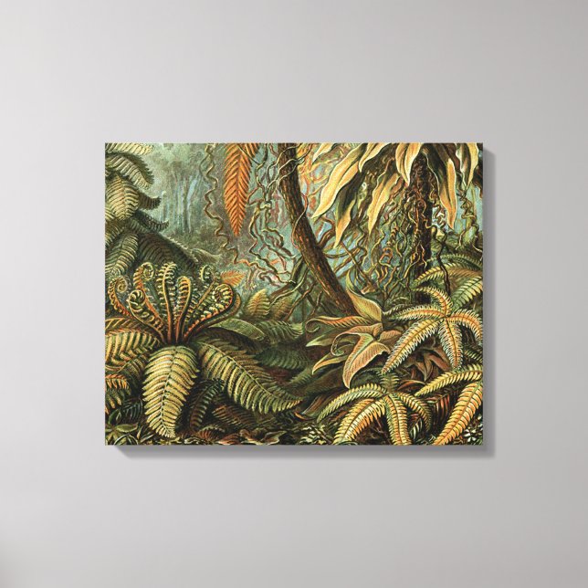Ferns Palm Tree Antique Botanischer Garten Leinwanddruck (Vorderseite)