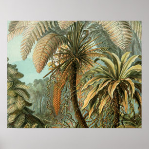 Ferns Palm Tree Antique Botanischer Garten Poster