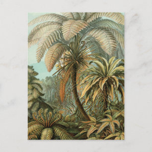 Ferns Palm Tree Antique Botanischer Garten Postkarte