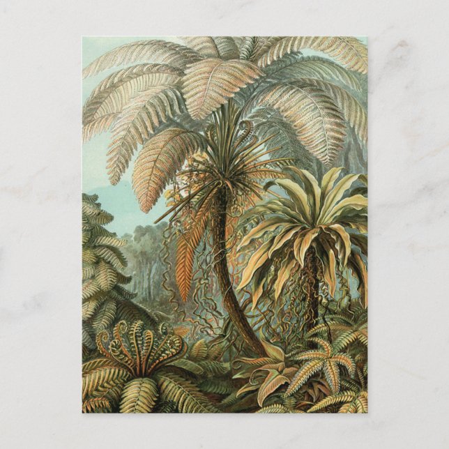 Ferns Palm Tree Antique Botanischer Garten Postkarte (Vorderseite)