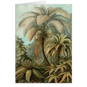 Ferns Palm Tree Antiquité Botanique Ferns Art