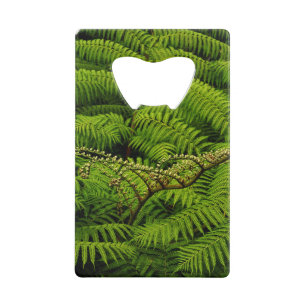 Ferns - Photographie d'Art