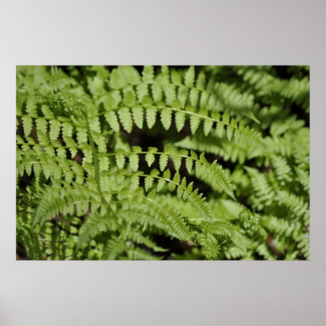 Ferns Poster (Vorne)