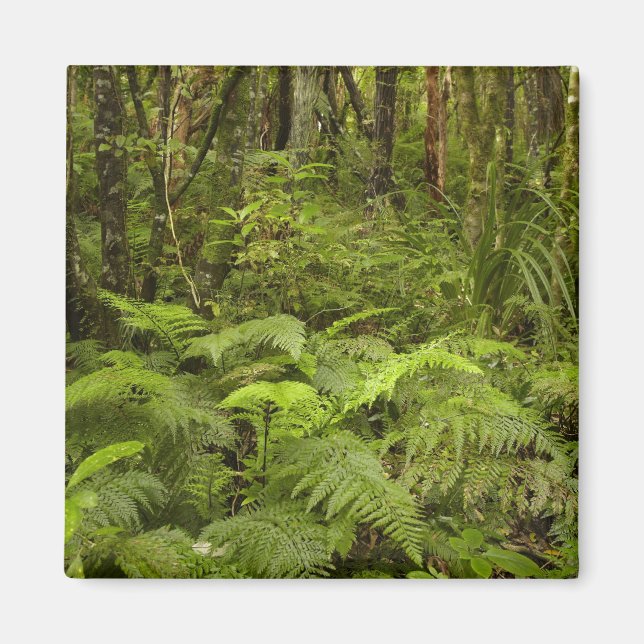 Ferns und Mutterbusch bei Matai Falls, Catlins Magnet (Vorne)