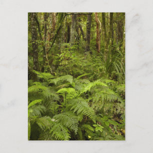 Ferns und Mutterbusch in der Nähe von Matai Falls, Postkarte
