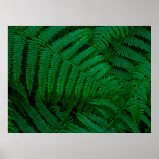 Ferns von Pico Island Poster
