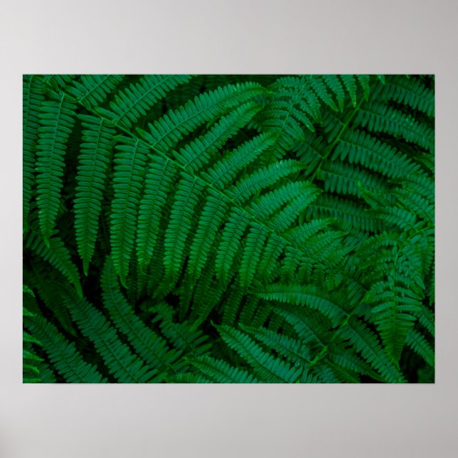 Ferns von Pico Island Poster (Vorne)