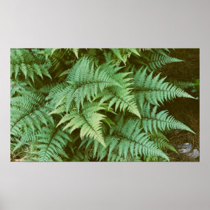 Fernseh Poster