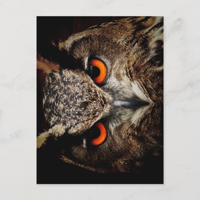 Ferocious Owl Postkarte (Vorderseite)