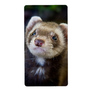 Ferret