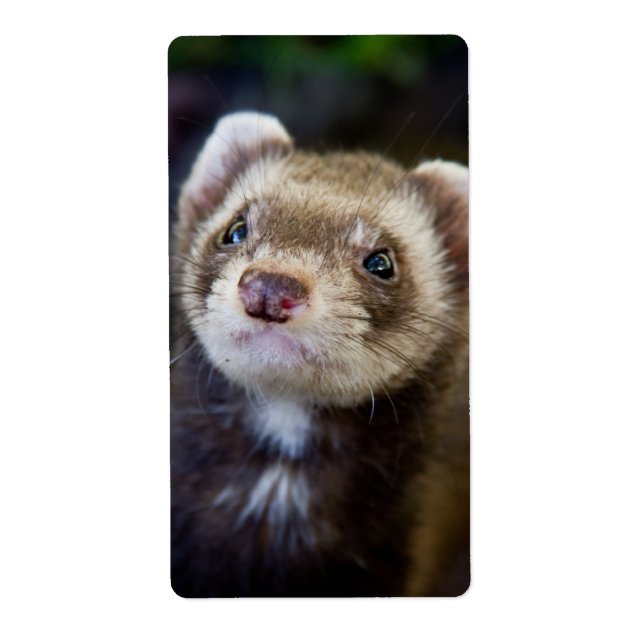 Ferret (Vorne)