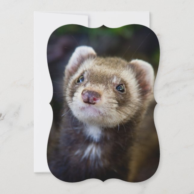 Ferret (Vorderseite)