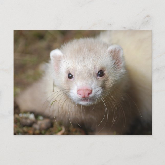 Ferret 3 postkarte (Vorderseite)