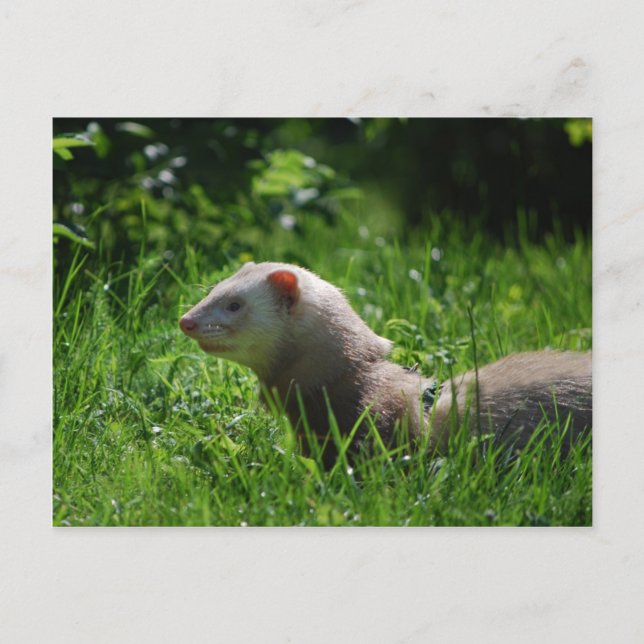 Ferret 5 postkarte (Vorderseite)