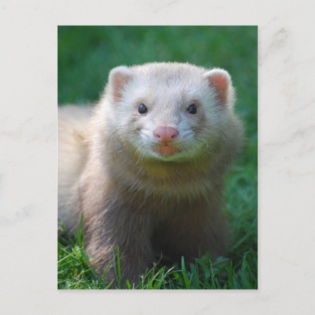 Ferret 7 postkarte (Vorderseite)