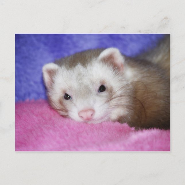 Ferret 9 postkarte (Vorderseite)