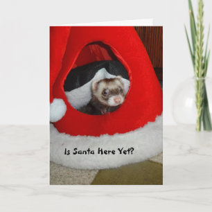 Ferret En Attente De La Carte De Noël Père Noël
