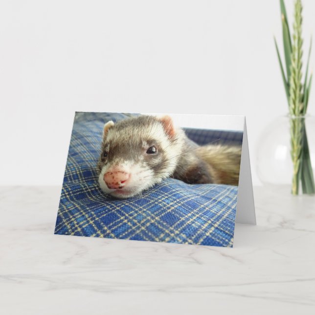 Ferret Face Birthday Card Karte (Vorderseite)
