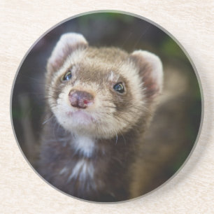 Ferret Getränkeuntersetzer