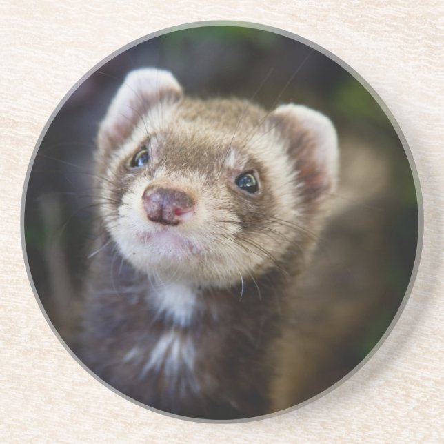 Ferret Getränkeuntersetzer (Vorne)