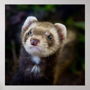 Ferret Poster