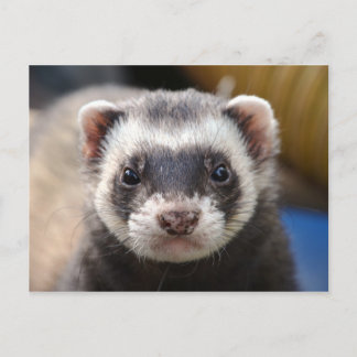 Ferret Postkarte