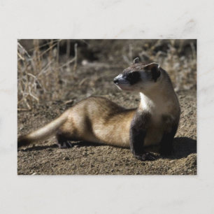 Ferret Postkarte
