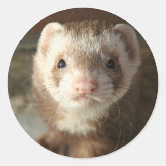 Ferret Sticker nah-up